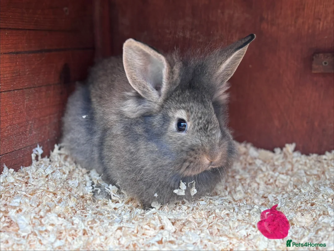 Mixed Breed rabbits for sale: Beautiful Baby Lionhead Bunnies For Sale - Advert 9