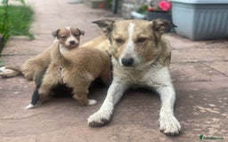 Border Collie dogs for sale: Stunning Welsh Sheepdog Pups Available  - Image 5