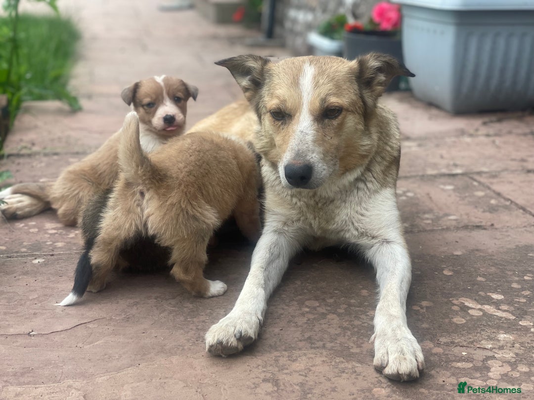 Border Collie dogs for sale: Stunning Welsh Sheepdog Pups Available  - Image 5