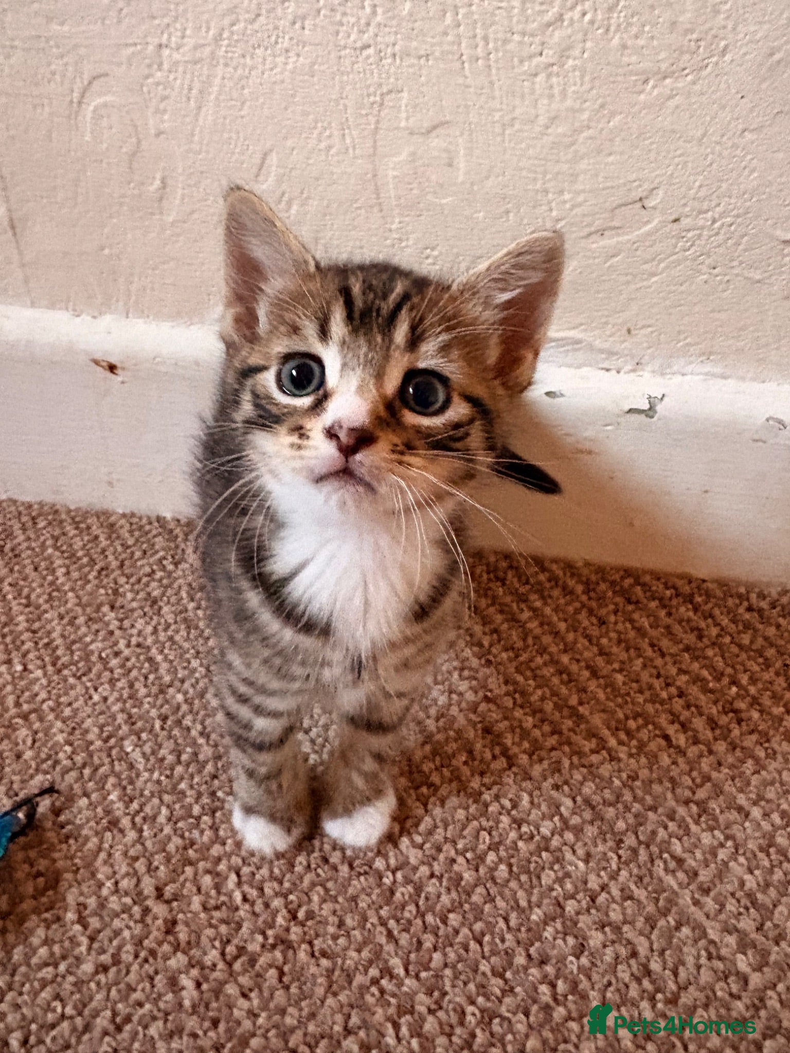 Mixed Breed cats Gorgeous kittens  - Advert 1