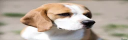Beagle dogs for stud: Full Pedigree beagle for Stud! - Advert 13