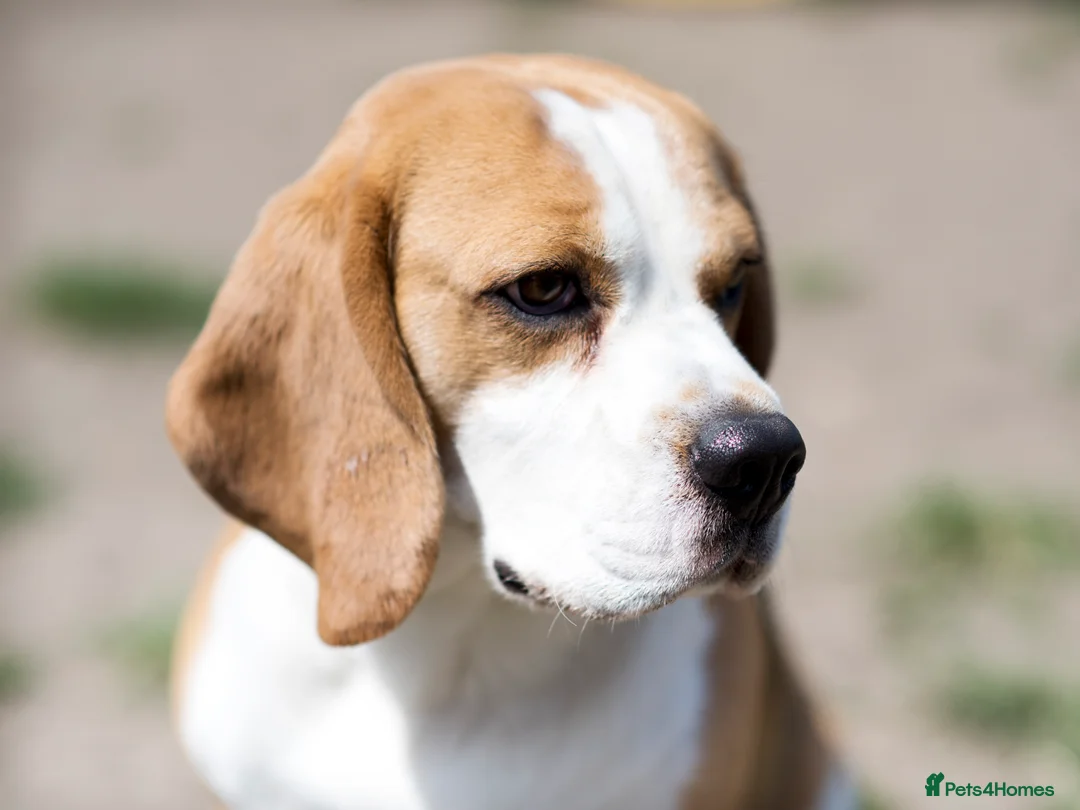 Beagle dogs for stud: Full Pedigree beagle for Stud! - Advert 13