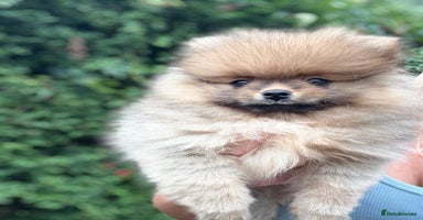 Pomeranian dogs - Advert 9