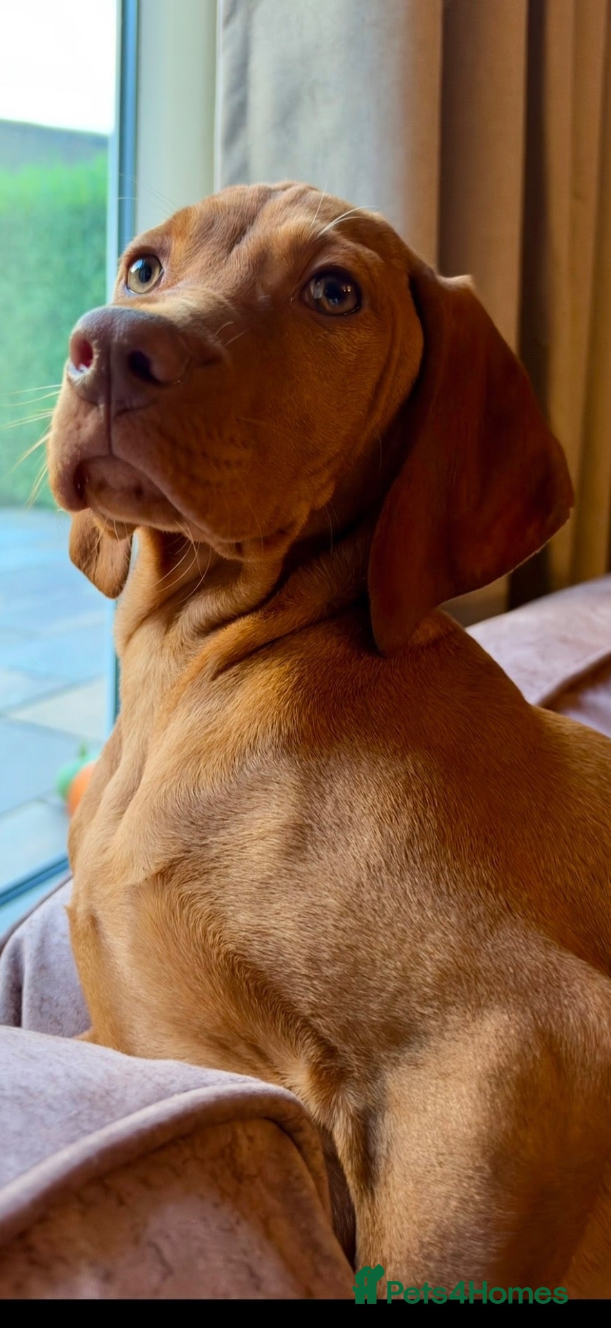 Hungarian Vizsla dogs Hungarian viszla 1 girl 1 boy.  - Advert 2