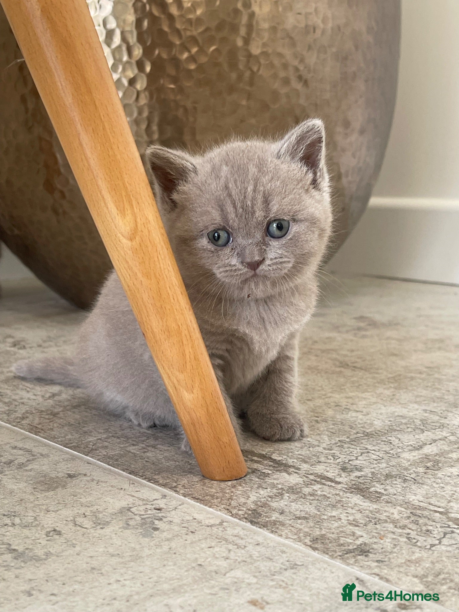 British Shorthair cats STUNNING LILAC TICKED TABBY GCCF FEMALE KITTENS  - Advert 17