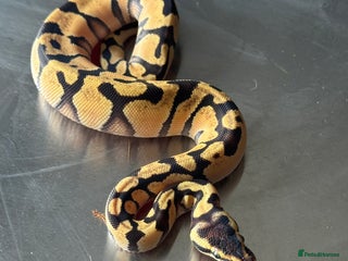 Python Snake reptiles Baby Ball Python's - Advert 4
