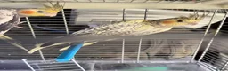 Cockatiels birds for sale: 9 week old baby cockatiels  - Advert 5