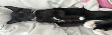 Black and white kitten
