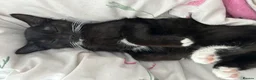 Domestic Shorthair cats for sale: Grey kitten  - Advert 2