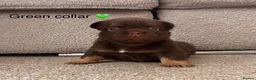 French Bulldog dogs for sale:  MASSIVELY REDUCED AGAIN!!READY TO LEAVE-frenchies - Advert 35