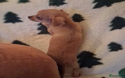 Mixed Breed dogs for sale: Sausage dog cross jackawawa puppies - Image 6