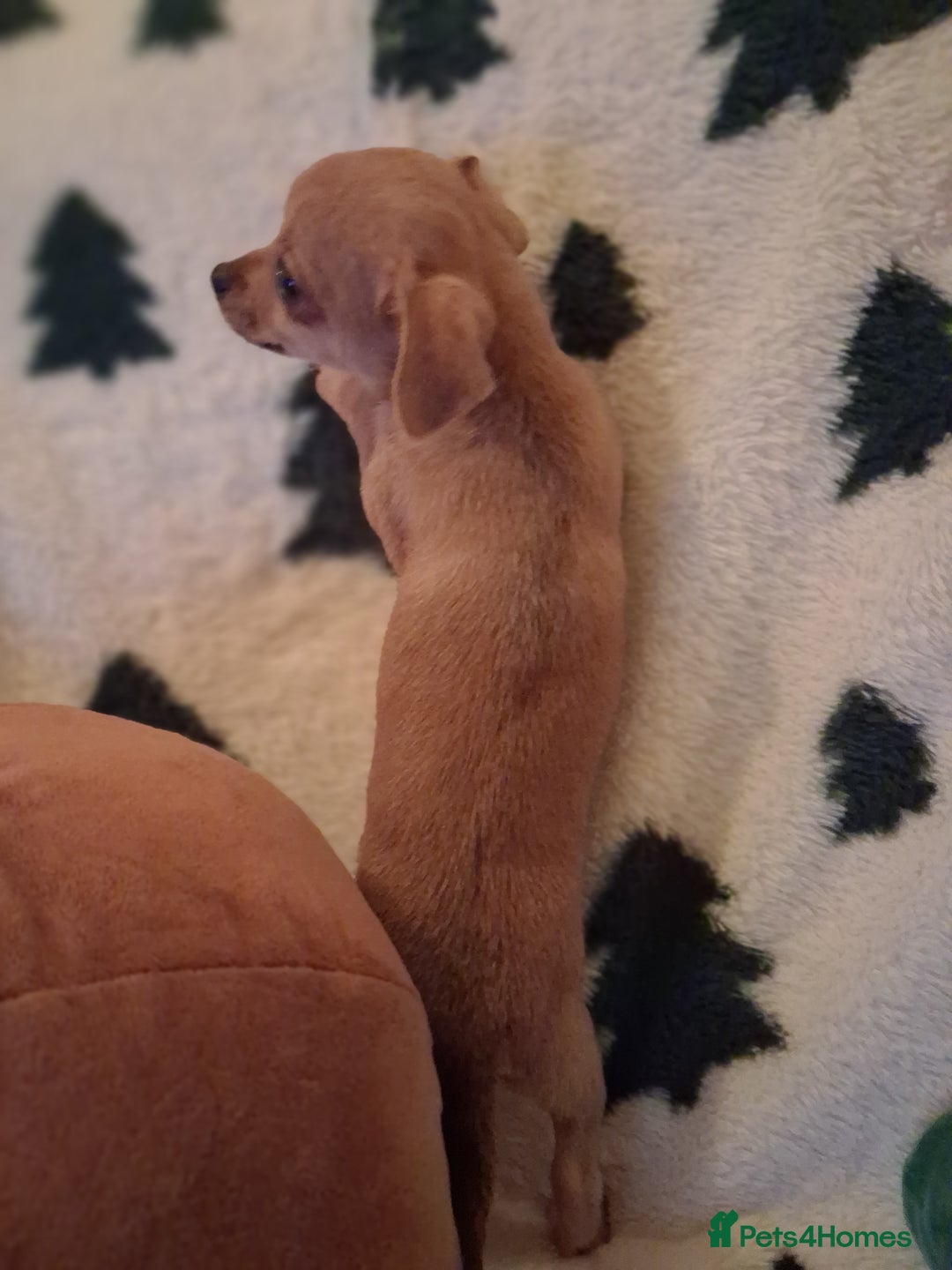 Mixed Breed dogs for sale: Sausage dog cross jackawawa puppies - Image 6