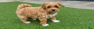 Maltipoo Puppy 1