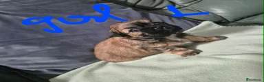 Shih Tzu 3