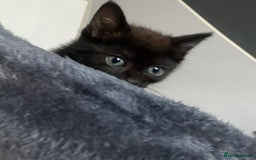 American Shorthair cats for sale: BEAUTIFUL AMERICAN SHORTHAIR 🐈‍⬛ ALL INCLUSIVE 🤩 - Image 6