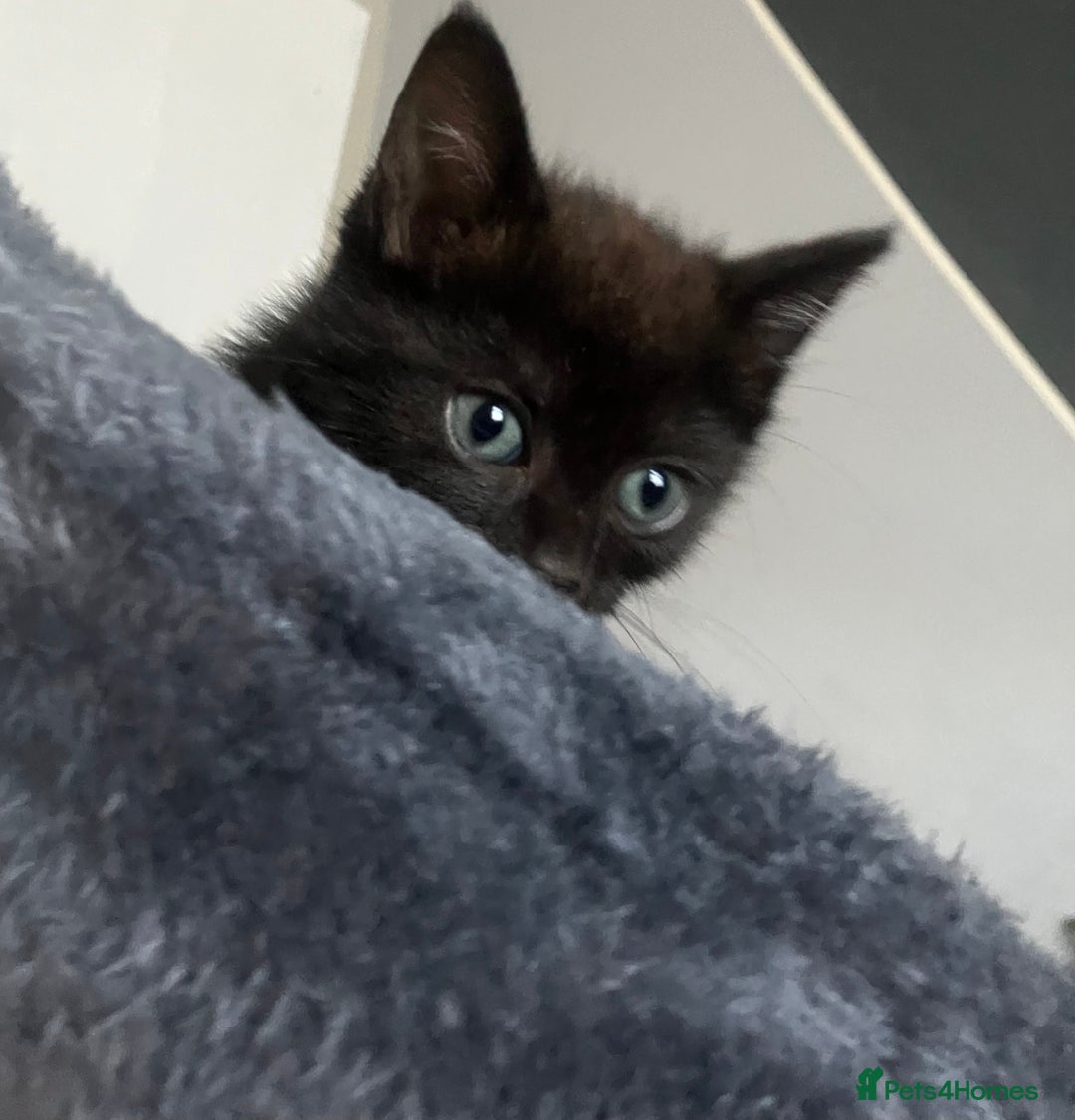 American Shorthair cats for sale: BEAUTIFUL AMERICAN SHORTHAIR 🐈‍⬛ ALL INCLUSIVE 🤩 - Image 6