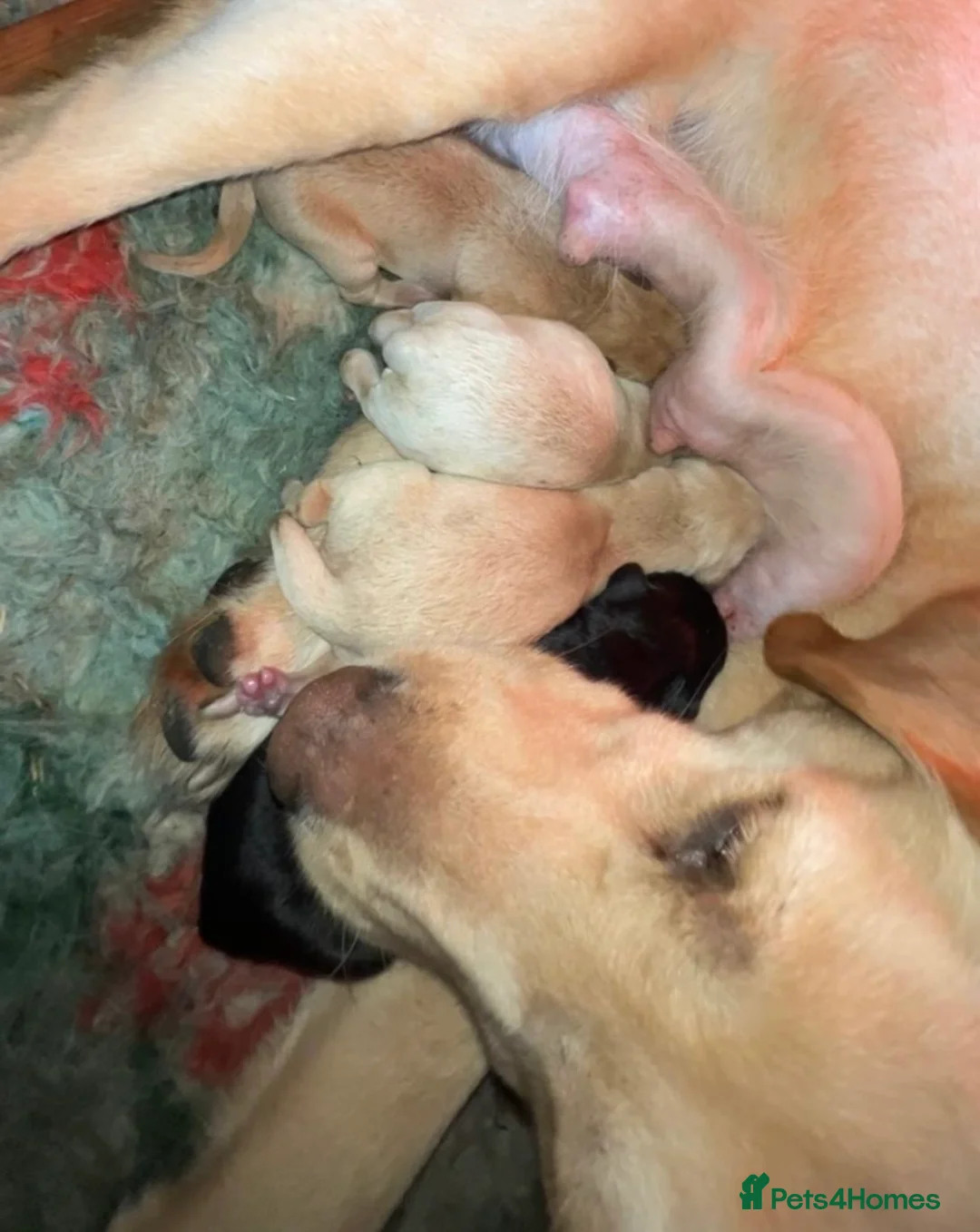 Labrador Retriever dogs for sale: Kc lab pups  - Advert 2