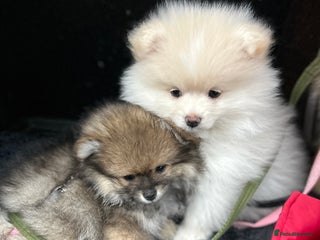Pomeranian dogs Pomeranian Pups- ONE LEFT❗️ - Advert 1
