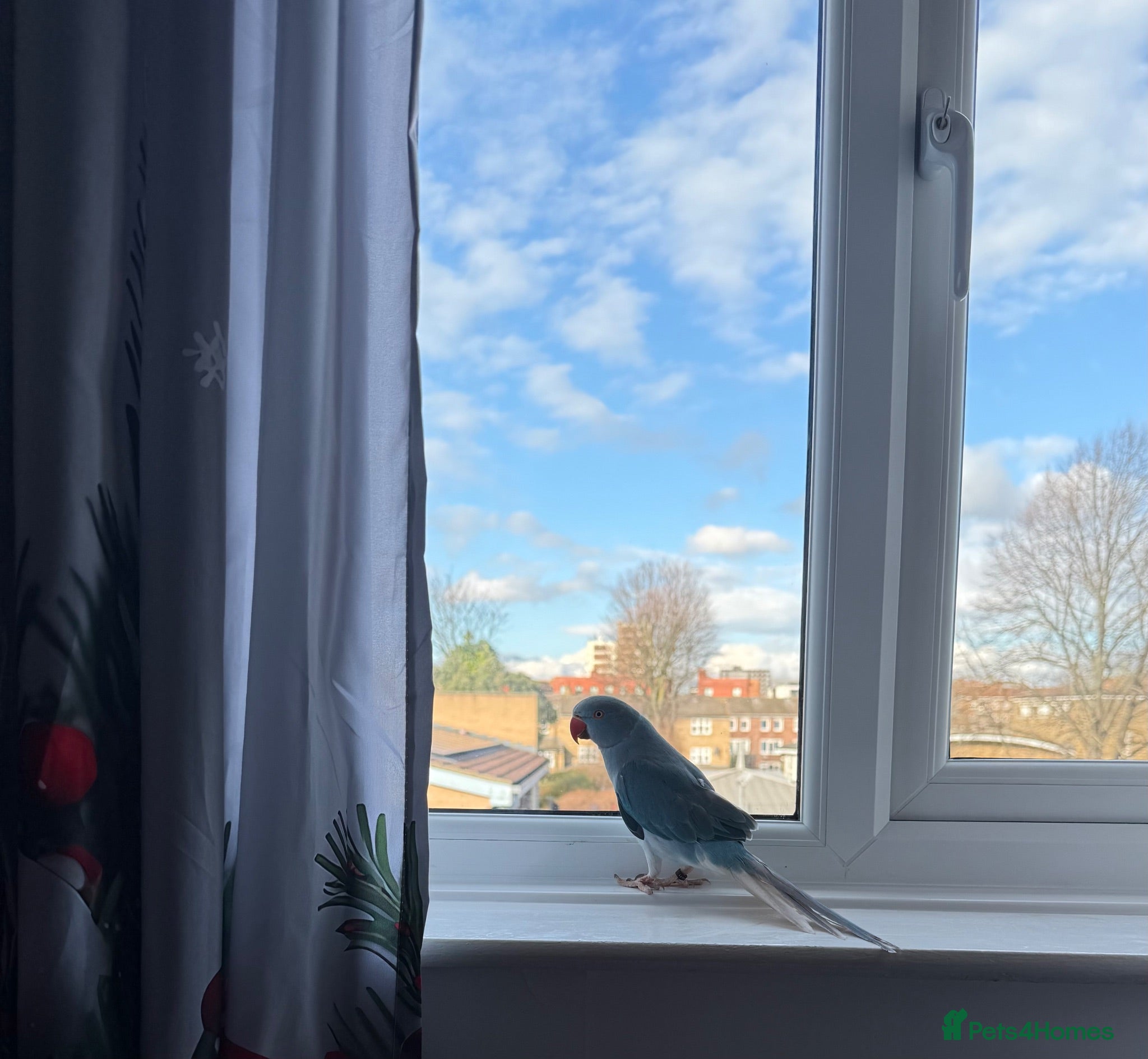 Ringnecks birds Beautiful Blue Indian Ringneck – 11 Months Old - Advert 7