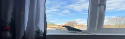 Ringnecks birds for sale: Beautiful Blue Indian Ringneck – 11 Months Old in London - Advert 1