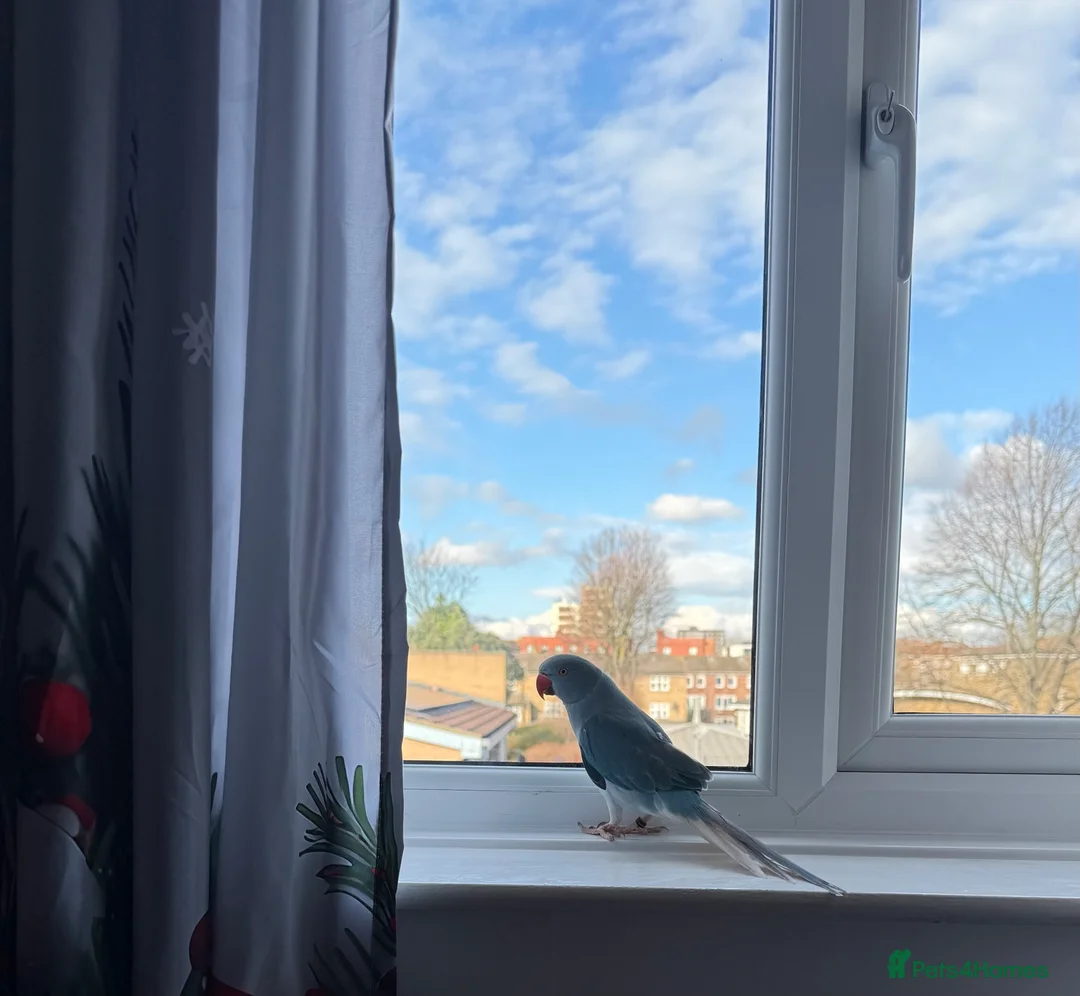 Ringnecks birds for sale: Beautiful Blue Indian Ringneck – 11 Months Old in London - Advert 1