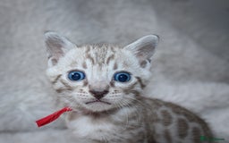 Bengal cats for sale: 🏆OUTSTANDING SHOW WINNING BENGALS KITTENS🔥 - Image 16