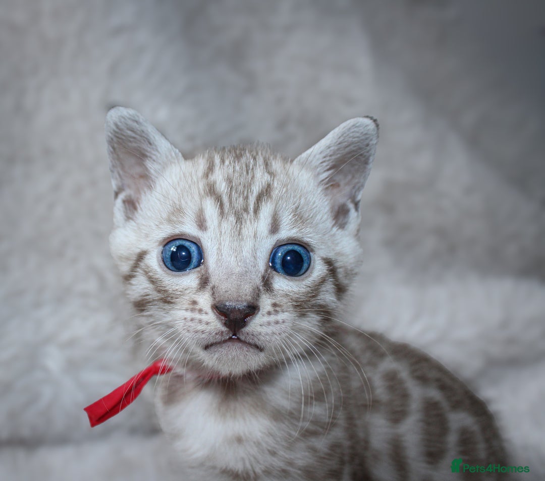 Bengal cats for sale: 🏆OUTSTANDING SHOW WINNING BENGALS KITTENS🔥 - Image 16