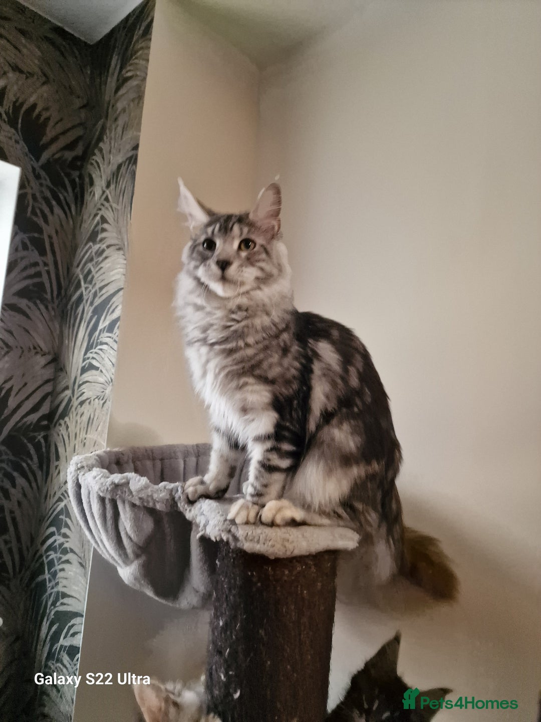 Maine Coon cats for sale: 🎀Fantastic female🎀 - Advert 8