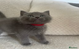 Ragdoll cats for sale: Cuddly & Sweet Ragdolls - Image 7