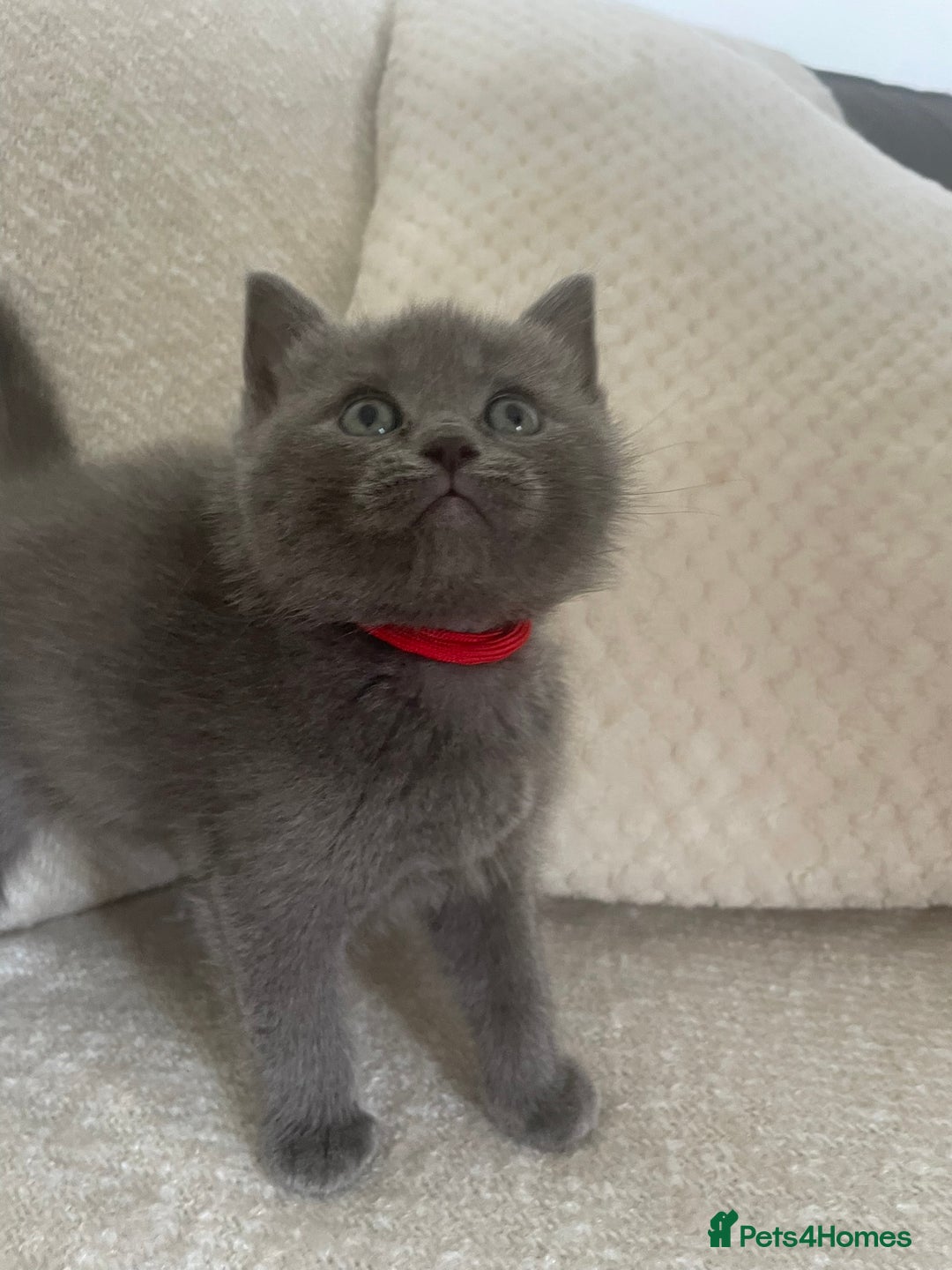 Ragdoll cats for sale: Cuddly & Sweet Ragdolls - Image 7