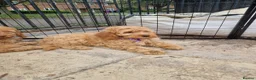 Cavapoo dogs for sale: Gorgeous cavapoos ready for their forever homes in Baldock - Advert 7