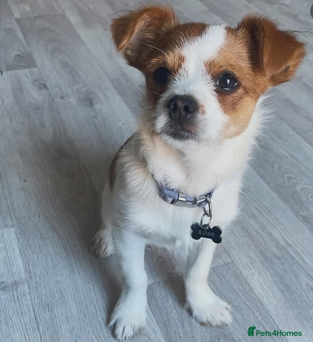 Chorkie dogs for sale: Reggie the chorkie - Image 5