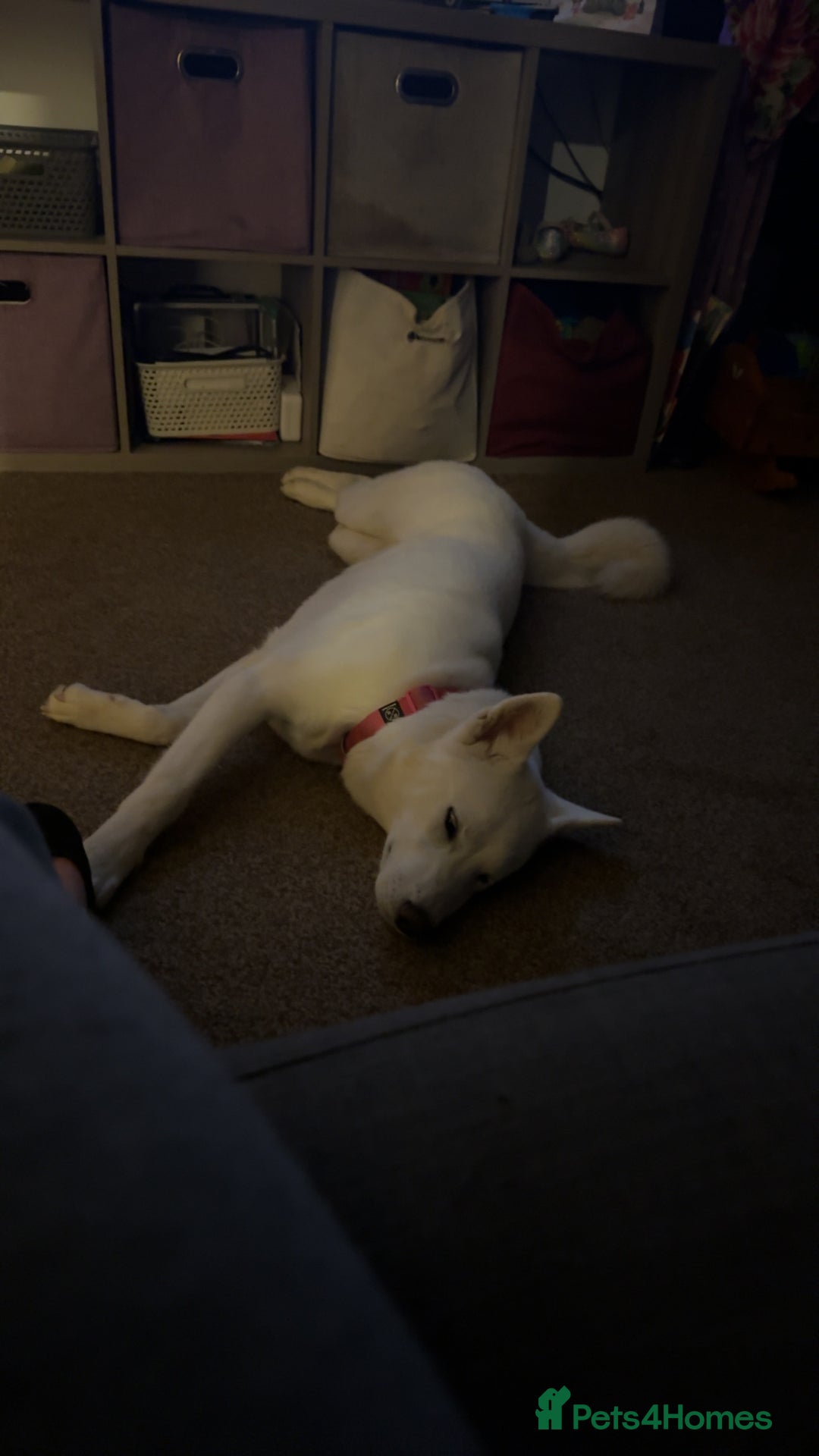 Mixed Breed dogs for sale: Snowy - Image 13
