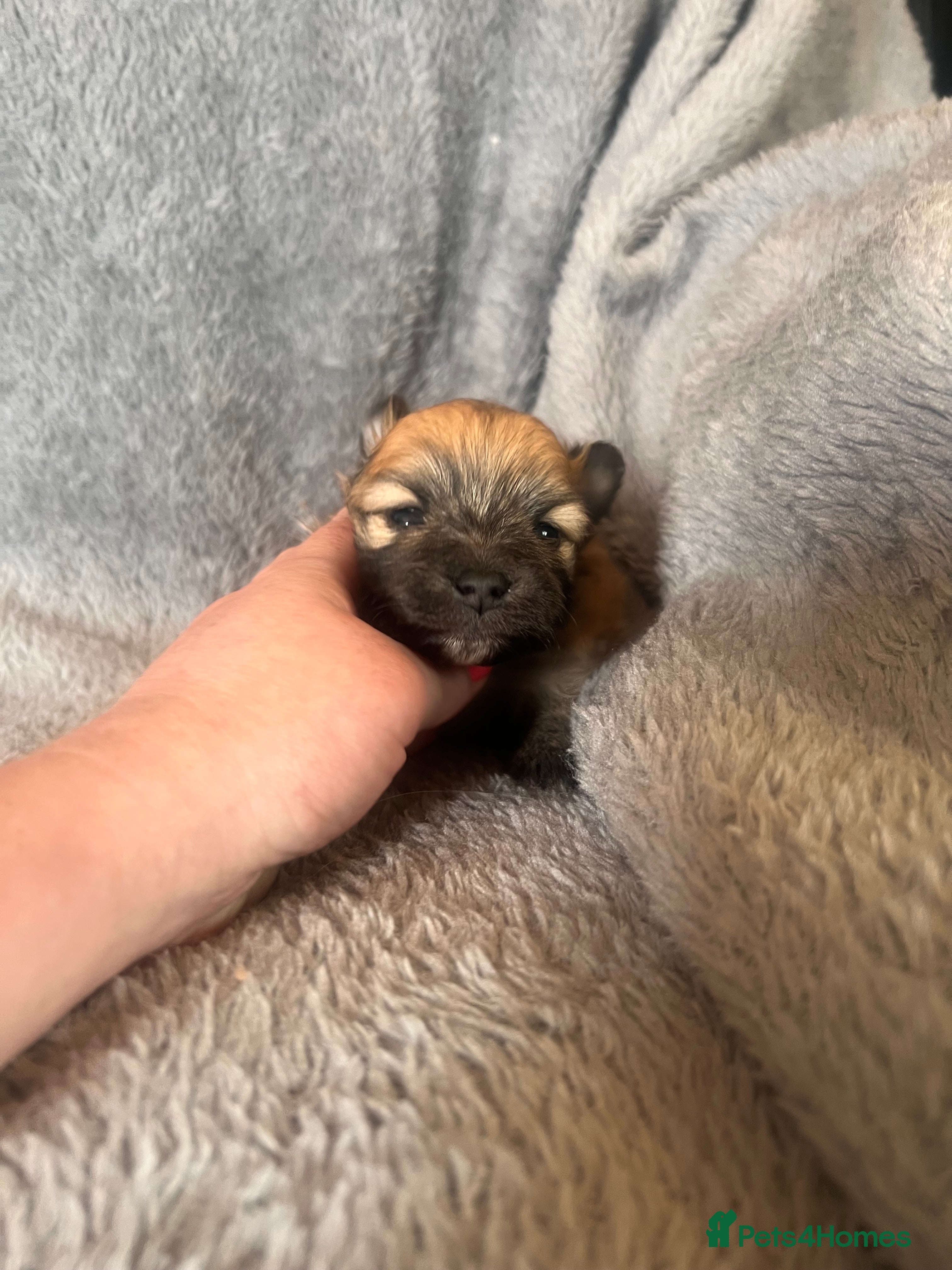 Pomeranian dogs for sale: Pomeranian Puppies  - Advert 11
