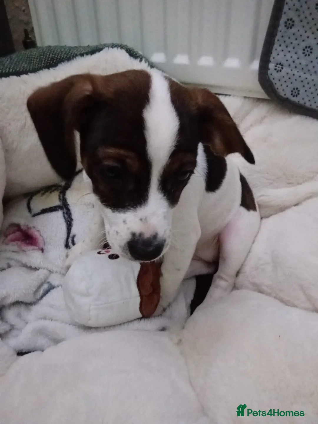 Mixed Breed dogs for sale: 1 female cavajack - Advert 3