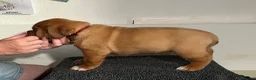Dogue De Bordeaux dogs for sale: Exceptional KC Dogue de Bordeaux Puppies - Advert 29