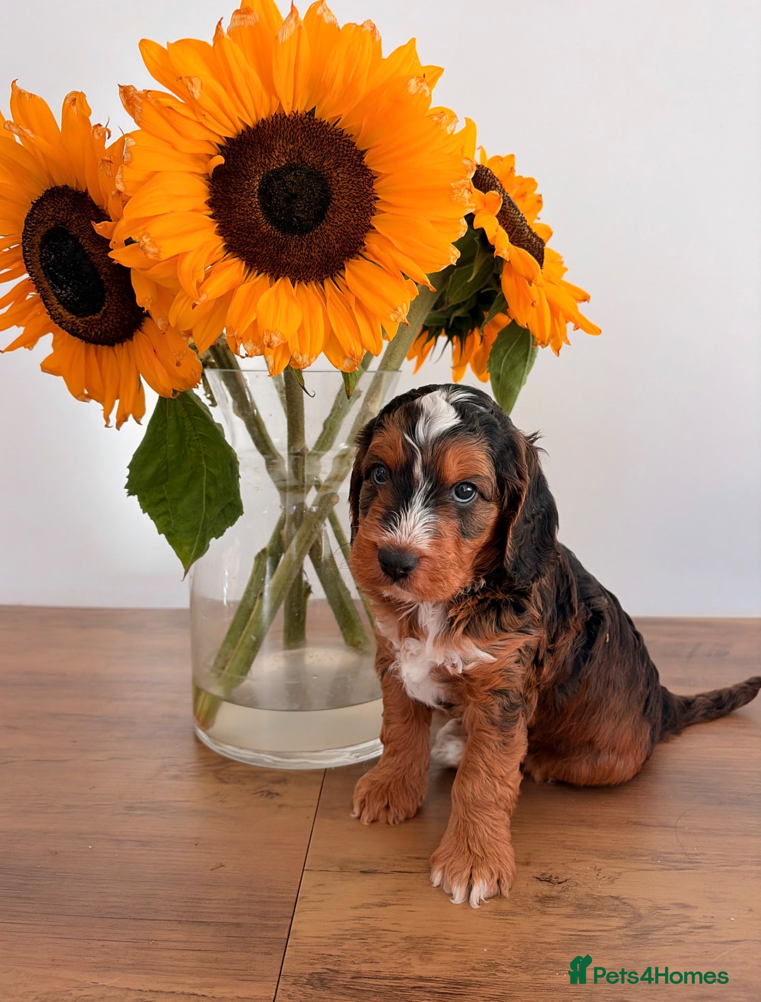 Cockapoo dogs Outstanding F1 show type miniature cockapoos - Advert 17
