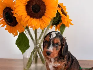 Cockapoo dogs Outstanding F1 show type miniature cockapoos - Advert 17