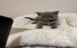 British Longhair cats for sale: Beautiful blues - Image 27