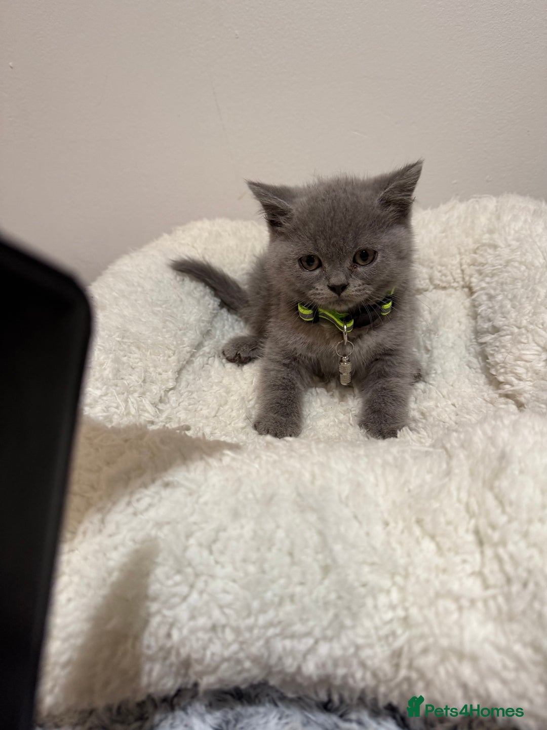 British Longhair cats for sale: Beautiful blues - Image 27