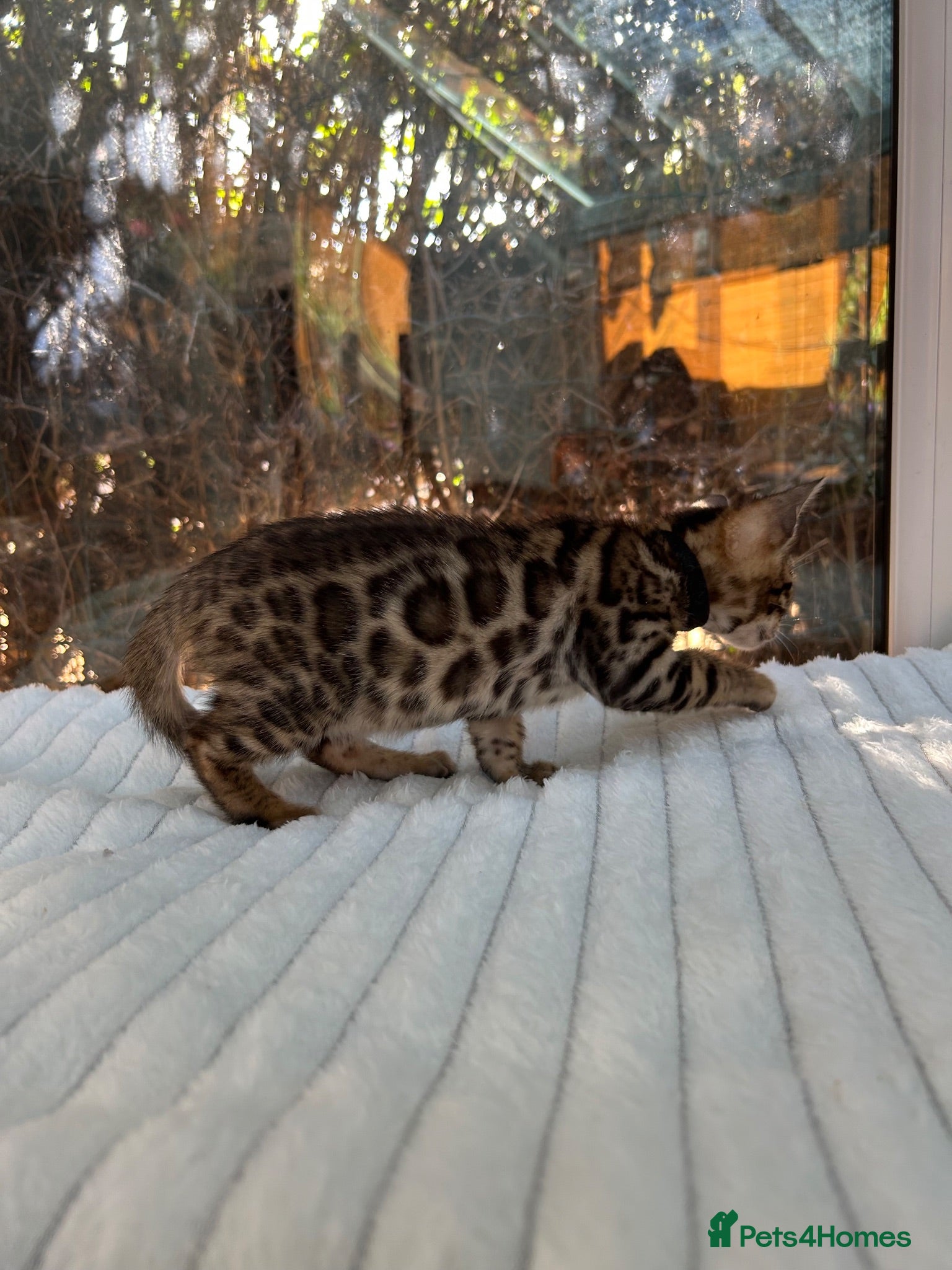 Bengal cats Pure Bengal Kittens ❤️ready for their new home 🏡  - Advert 2