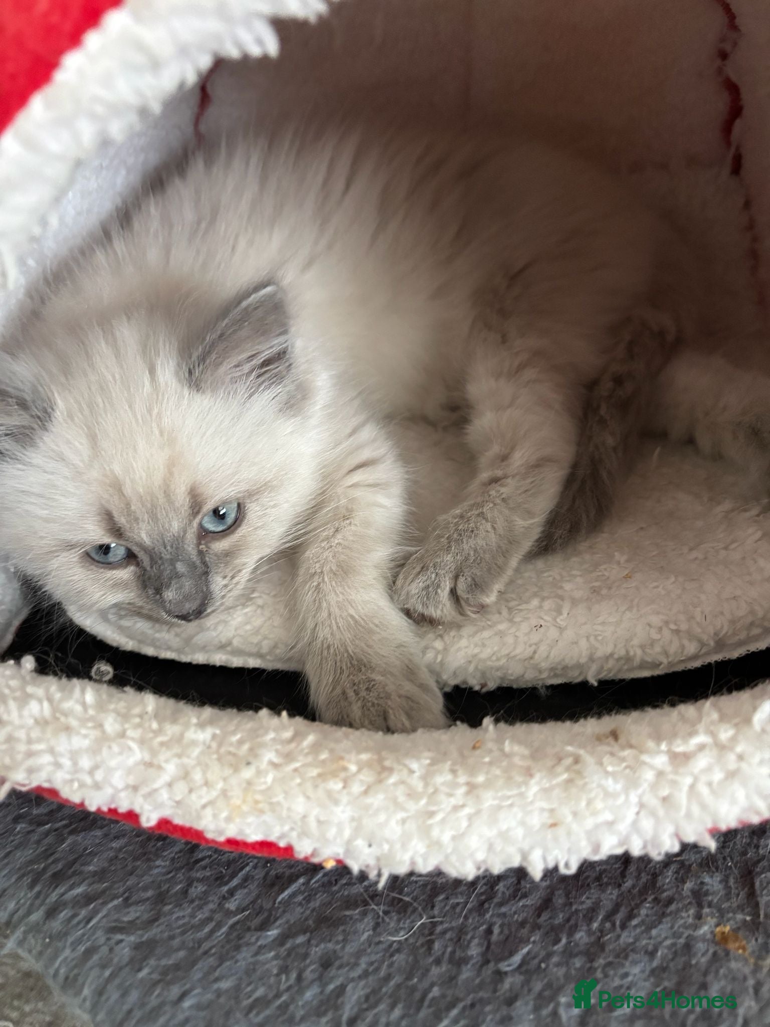 Ragdoll cats Ragdoll kittens  - Advert 13