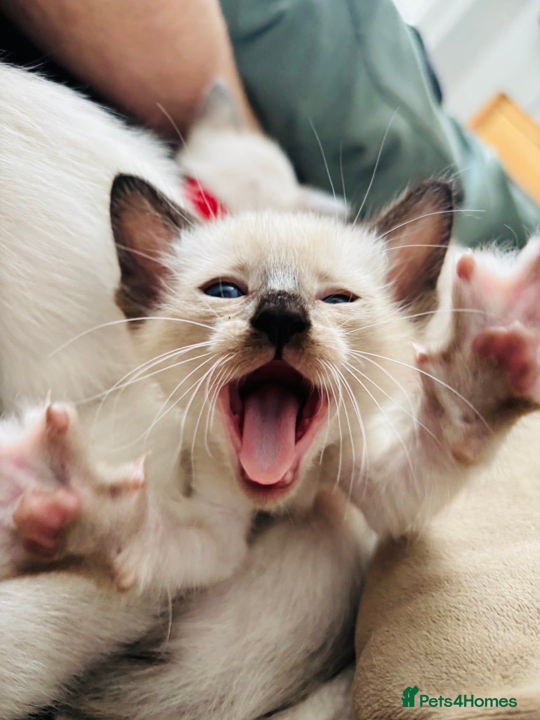 Ragdoll cats for sale: Ragdoll x Oriental kittens  - Image 13