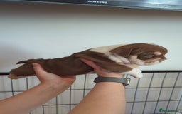 English Bulldog dogs for sale: Chunky English Bulldog Puppies  - Image 5