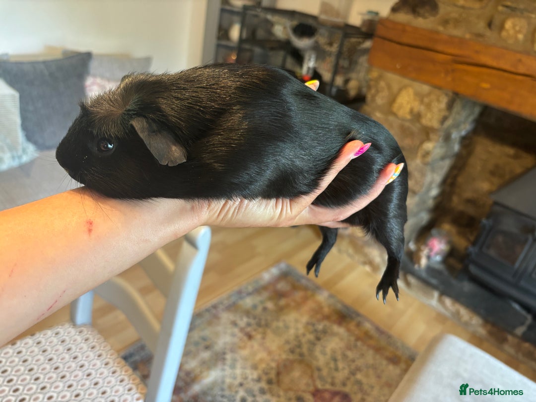 Guinea Pig rodents for sale: 2 Black Guinea Pigs Boars - Advert 2