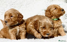 Australian Labradoodle dogs for stud: Proven extensively health tested gorgeous stud - Image 5