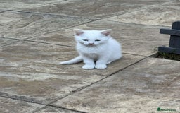 Turkish Angora cats for sale: 3 Turkish angoras Ready to leave  - Image 1