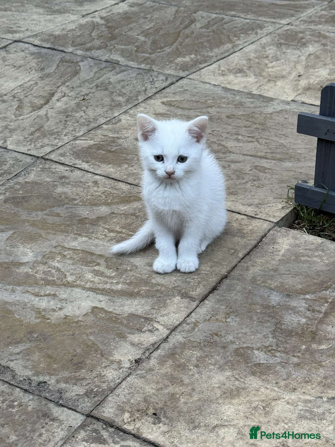 Turkish Angora cats for sale: 3 Turkish angoras Ready to leave  - Image 1