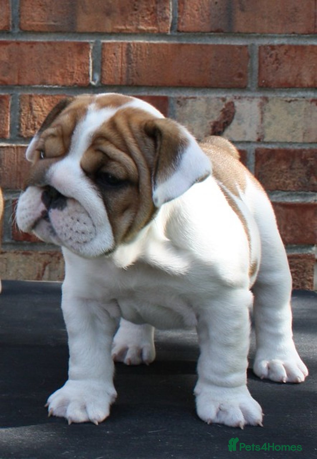 English Bulldog dogs for sale: English Bulldog Boy, 14 Weeks For Sale - Advert 4