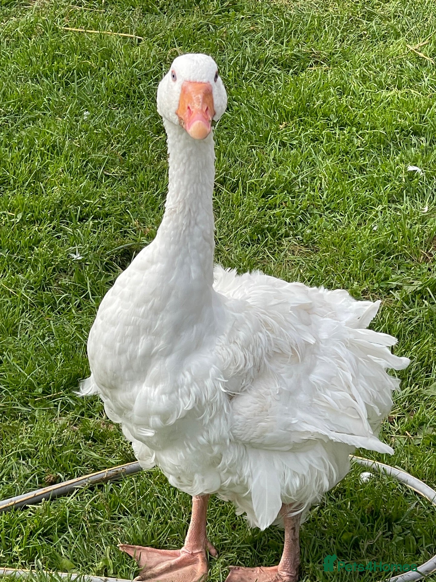 Geese poultry 2 Male Sebastapol geese  - Advert 12